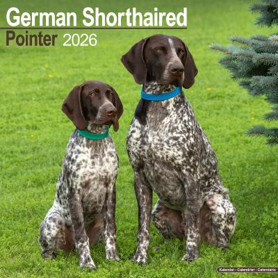 CALENDRIER 2026 - BRAQUE ALLEMAND