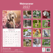 CALENDRIER 2027 - BRAQUE DE WEIMAR