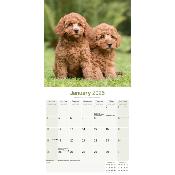 CALENDRIER 2026 - CANICHE STANDARD