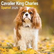 CALENDRIER 2026 - CAVALIER KING CHARLES