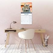 CALENDRIER 2026 - CHATS EUROPEENS toutes couleurs