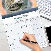 CALENDRIER 2026 - CHATS EUROPEENS toutes couleurs