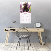 CALENDRIER 2027 - LABRADOR CHOCOLAT