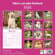 CALENDRIER 2026 -LABRADOR SABLE