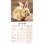 CALENDRIER 2026 - LAPINS NAINS