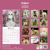 CALENDRIER 2026 - LEVRIER AFGHAN
