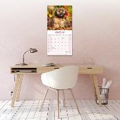 CALENDRIER 2026 -LHASSA APSO