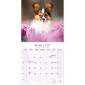 CALENDRIER 2027 - EPAGNEUL PAPILLON NAIN