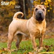 CALENDRIER 2026 - SHAR PEI