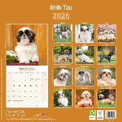 CALENDRIER 2026 - SHIH TZU