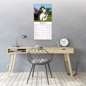CALENDRIER 2027 - HUSKY  SIBERIEN