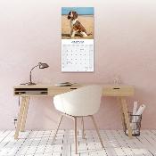 CALENDRIER 2026 - SPRINGER SPANIEL ANGLAIS