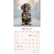 CALENDRIER 2026 - TECKEL POIL DUR