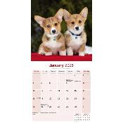 CALENDRIER 2026 - WELSH CORGI