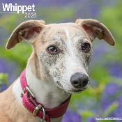 CALENDRIER 2026 - WHIPPET