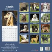 CALENDRIER 2022 - LEVRIER AFGHAN