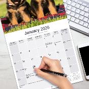 CALENDRIER 2026 - BERGER ALLEMAND