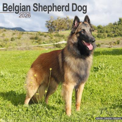 CALENDRIER 2026 - BERGERS BELGES