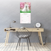CALENDRIER 2027 - BERGER BLANC SUISSE