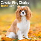 CALENDRIER 2027 - CAVALIER KING CHARLES