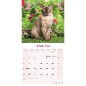 CALENDRIER 2026 - CHATS BURMESE toutes couleurs