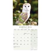 CALENDRIER 2026 - CHOUETTES