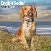 CALENDRIER 2027 - COCKER ANGLAIS
