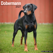 CALENDRIER 2027 - DOBERMAN