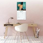CALENDRIER 2026 - GOLDEN RETRIEVER