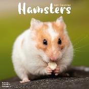 CALENDRIER 2026 - HAMSTERS
