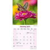 CALENDRIER 2026 - PAPILLONS INSECTES