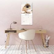 CALENDRIER 2026 - PEKINOIS