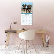 CALENDRIER 2026 - SCHNAUZER