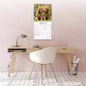 CALENDRIER 2026 - SETTER IRLANDAIS