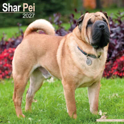 CALENDRIER 2027 - SHAR PEI