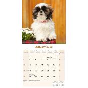 CALENDRIER 2026 - SHIH TZU