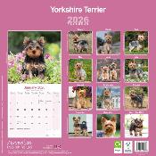 CALENDRIER 2026 - YORKSHIRE TERRIER