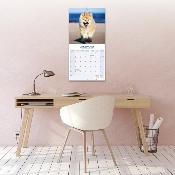 CALENDRIER 2026 - AKITA INU
