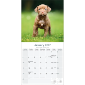 CALENDRIER 2027 - AMERICAN PIT BULL TERRIER