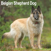 CALENDRIER 2027 - BERGER BELGE