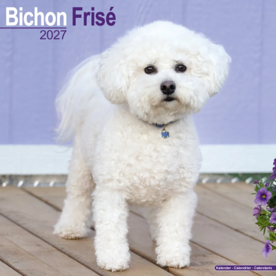CALENDRIER 2027 - BICHON FRISE