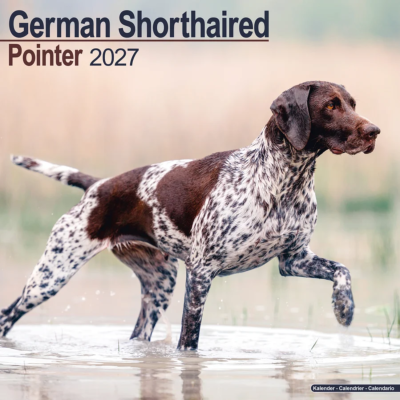 CALENDRIER 2027 - BRAQUE ALLEMAND
