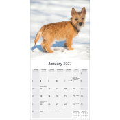 CALENDRIER 2027 - CAIRN TERRIER