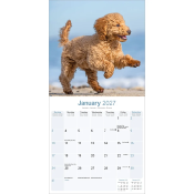CALENDRIER 2027 - CANICHE STANDARD