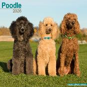 CALENDRIER 2026 - CANICHE STANDARD