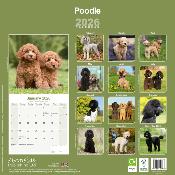 CALENDRIER 2026 - CANICHE STANDARD