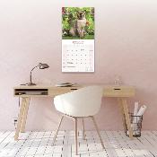 CALENDRIER 2026 - CHATS BURMESE toutes couleurs