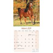 CALENDRIER 2026 - CHEVAUX ARABES