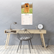 CALENDRIER 2027 - CHOW CHOW