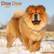 CALENDRIER 2027 - CHOW CHOW